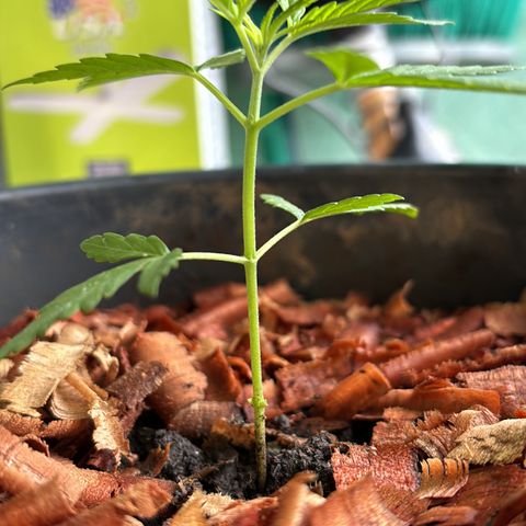 Genética desconocida growlog timeline photo