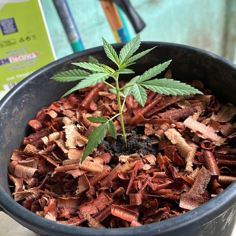 Genética desconocida growlog timeline photo