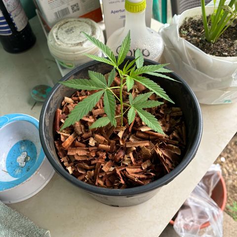 Genética desconocida growlog timeline photo