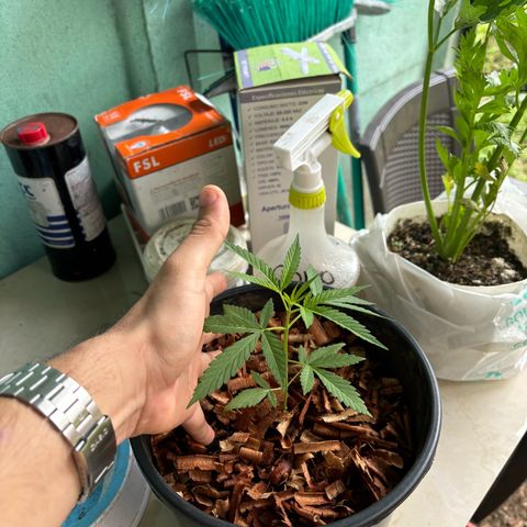 Genética desconocida growlog timeline photo