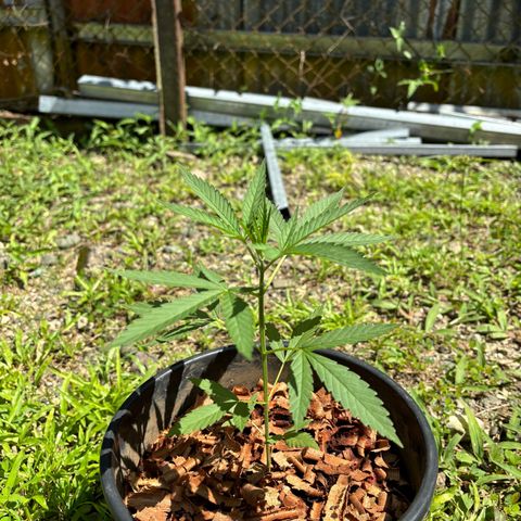 Genética desconocida growlog timeline photo