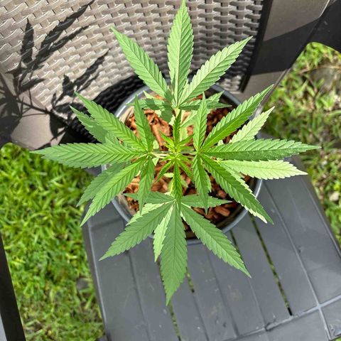Genética desconocida growlog timeline photo