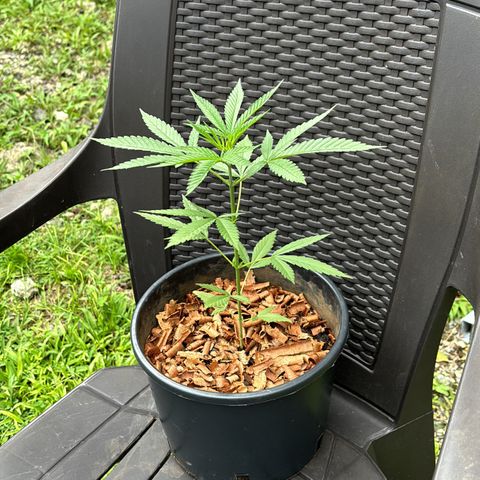Genética desconocida growlog timeline photo