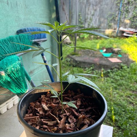 Genética desconocida growlog timeline photo
