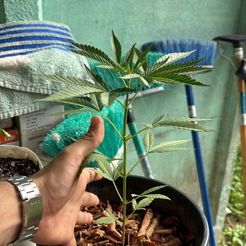 Genética desconocida growlog timeline photo