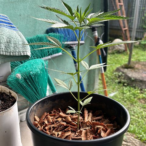 Genética desconocida growlog timeline photo