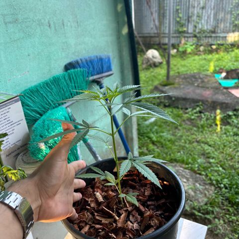 Genética desconocida growlog timeline photo