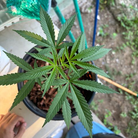 Genética desconocida growlog timeline photo
