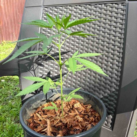 Genética desconocida growlog timeline photo