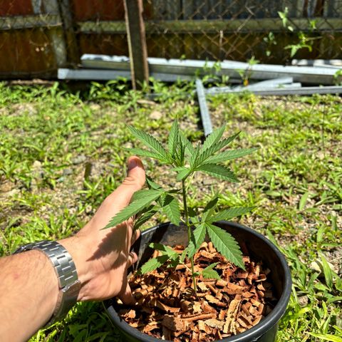 Genética desconocida growlog timeline photo