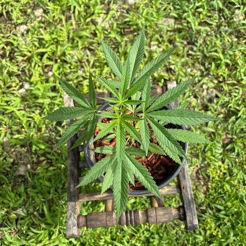 Genética desconocida growlog timeline photo