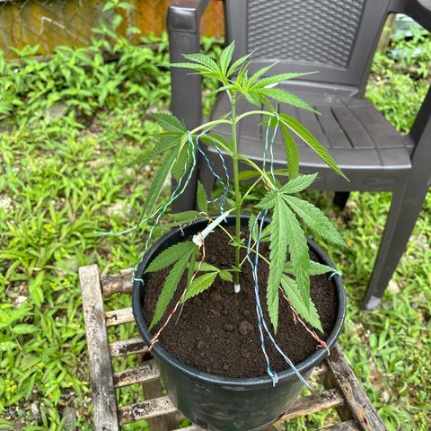 Genética desconocida growlog timeline photo