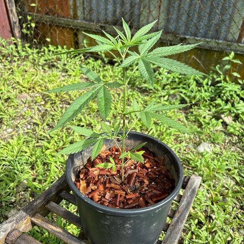 Genética desconocida growlog timeline photo
