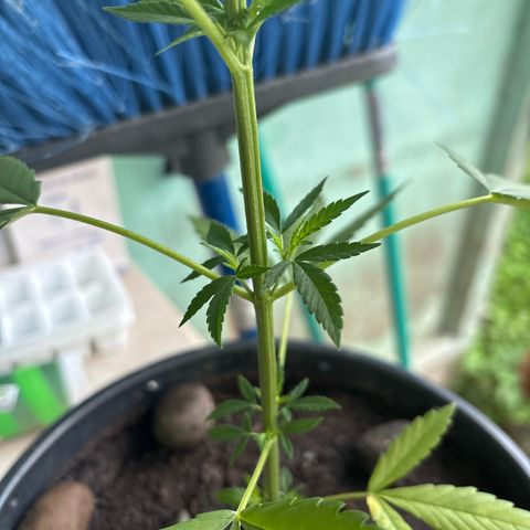Genética desconocida growlog timeline photo