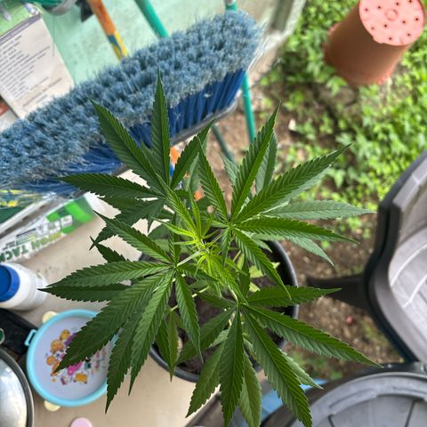 Genética desconocida growlog timeline photo