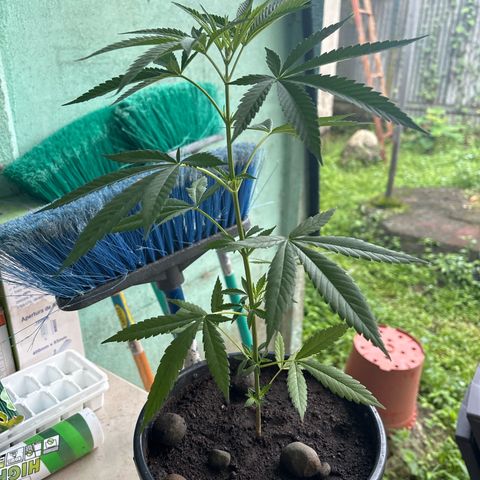 Genética desconocida growlog timeline photo