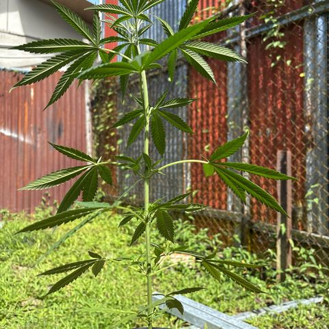 Genética desconocida growlog timeline photo