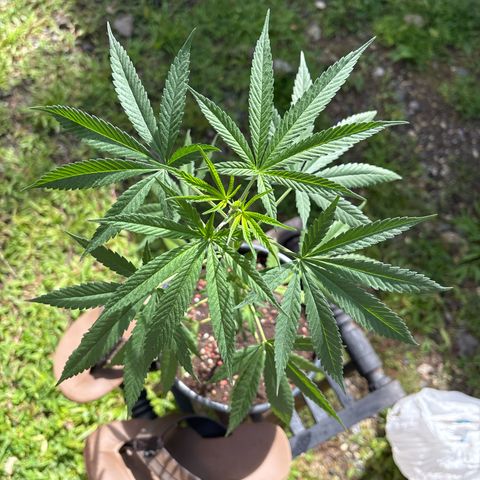 Genética desconocida growlog timeline photo