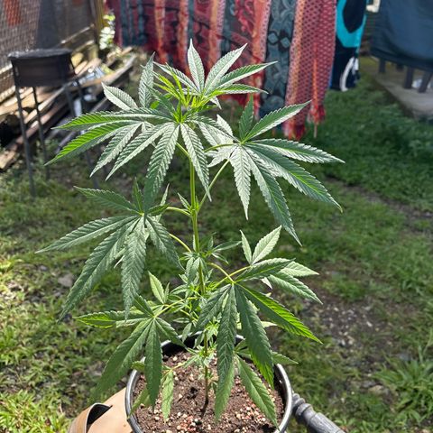Genética desconocida growlog timeline photo