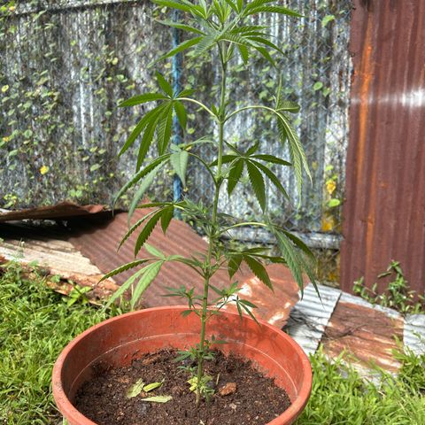 Genética desconocida growlog timeline photo