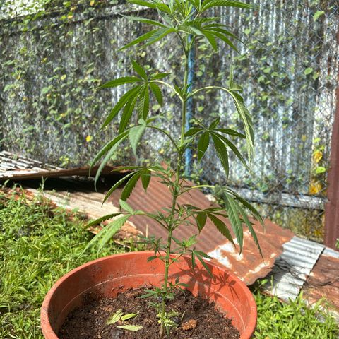 Genética desconocida growlog timeline photo