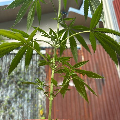 Genética desconocida growlog timeline photo