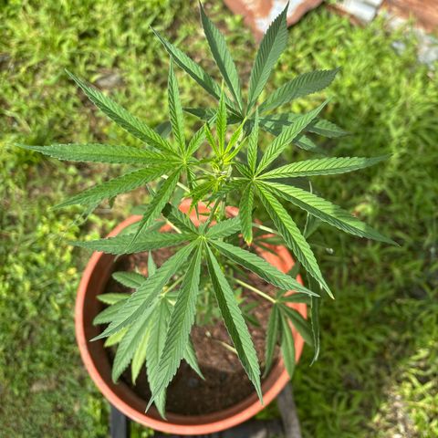 Genética desconocida growlog timeline photo