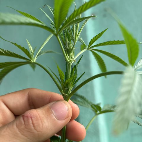 Genética desconocida growlog timeline photo