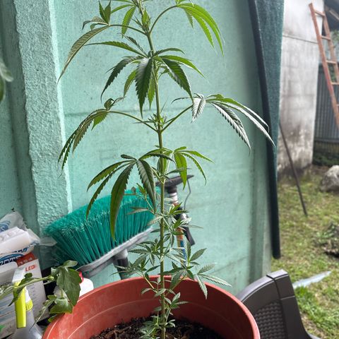 Genética desconocida growlog timeline photo