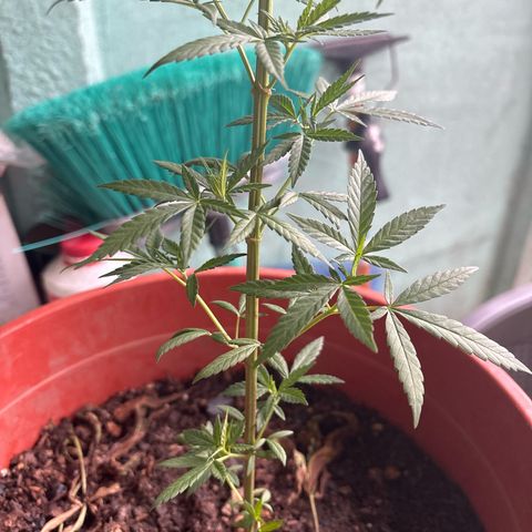 Genética desconocida growlog timeline photo