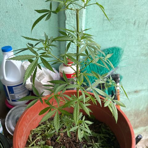 Genética desconocida growlog timeline photo