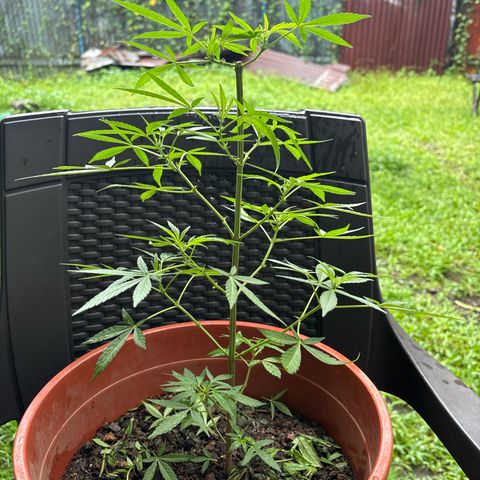 Genética desconocida growlog timeline photo