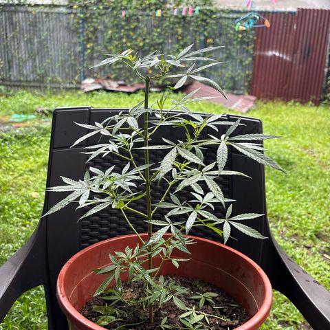Genética desconocida growlog timeline photo