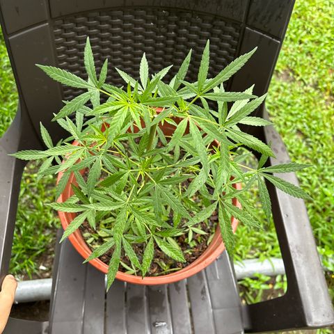 Genética desconocida growlog timeline photo