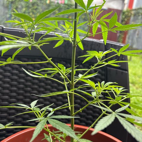 Genética desconocida growlog timeline photo