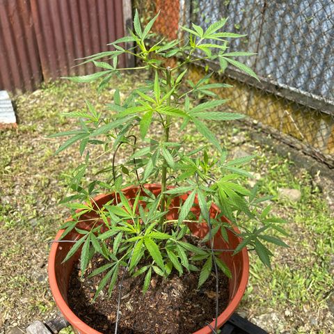 Genética desconocida growlog timeline photo