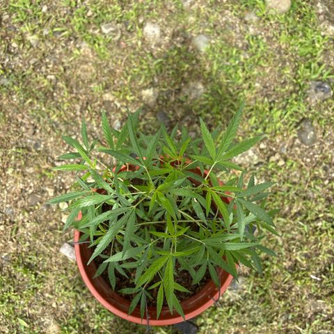 Genética desconocida growlog timeline photo