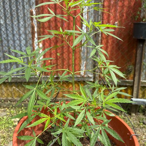 Genética desconocida growlog timeline photo