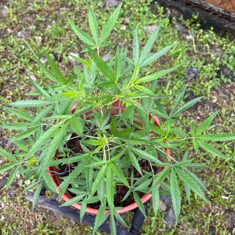 Genética desconocida growlog timeline photo