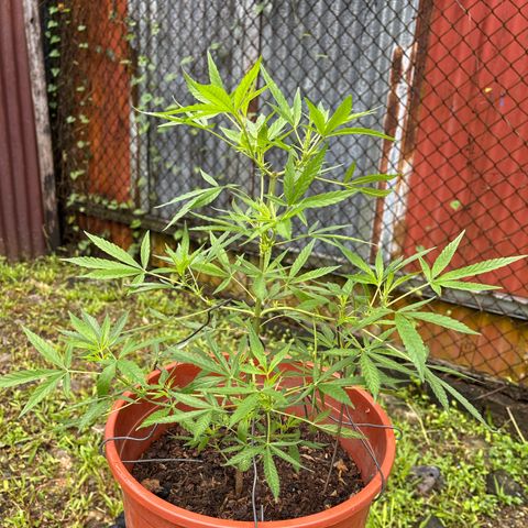 Genética desconocida growlog timeline photo