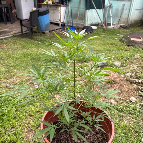 Genética desconocida growlog timeline photo