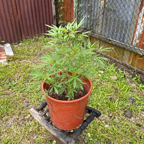 Genética desconocida growlog timeline photo