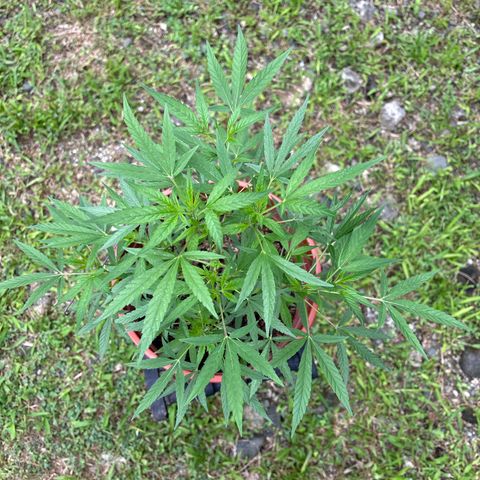 Genética desconocida growlog timeline photo