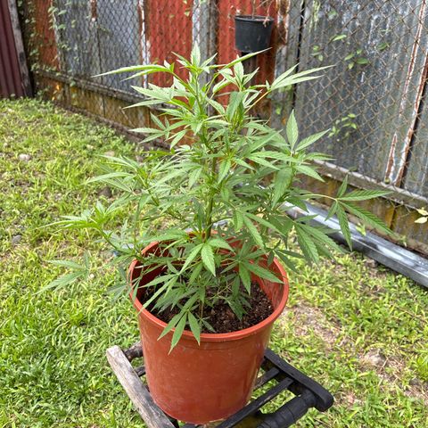 Genética desconocida growlog timeline photo