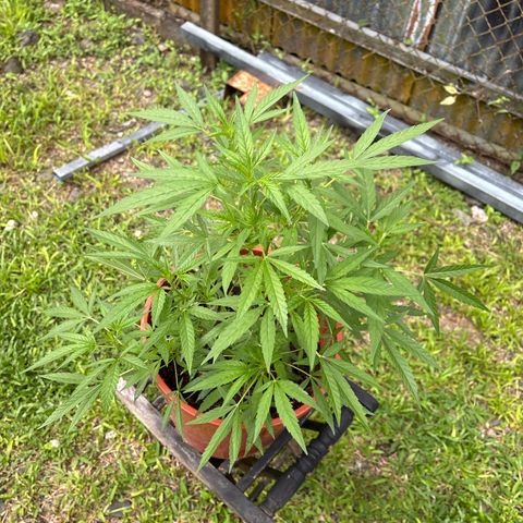 Genética desconocida growlog timeline photo