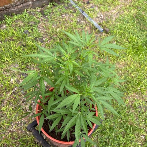 Genética desconocida growlog timeline photo