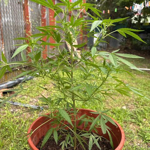 Genética desconocida growlog timeline photo