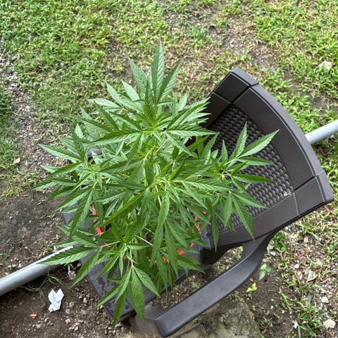 Genética desconocida growlog timeline photo