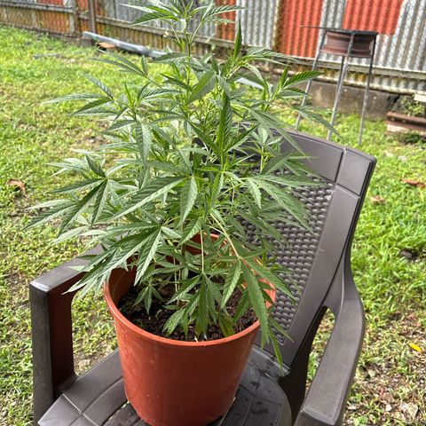 Genética desconocida growlog timeline photo