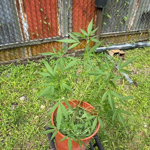 Genética desconocida growlog timeline photo